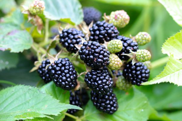 Blackberry Bush Removal in Saint George