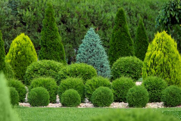Cost of Bush Shaping Service in Saint George