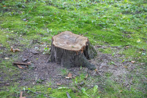 Bush Stump Removal in Saint George