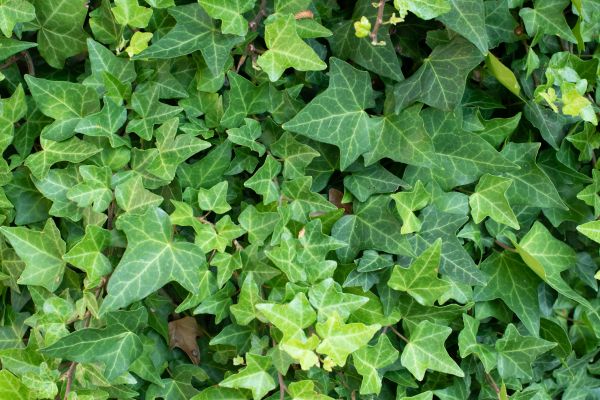 Cost of English Ivy Removal in Saint George