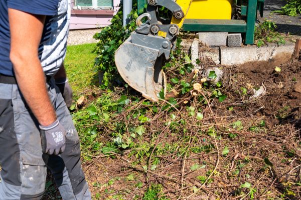 Hedge Removal Service in Saint George