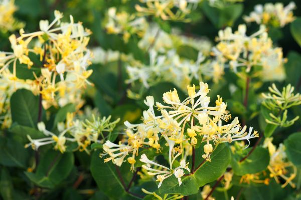 Cost of Honeysuckle Removal in Saint George