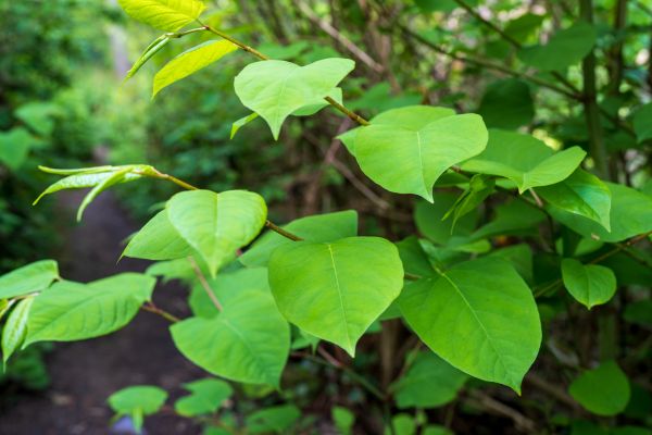 Invasive Plant Removal in Saint George