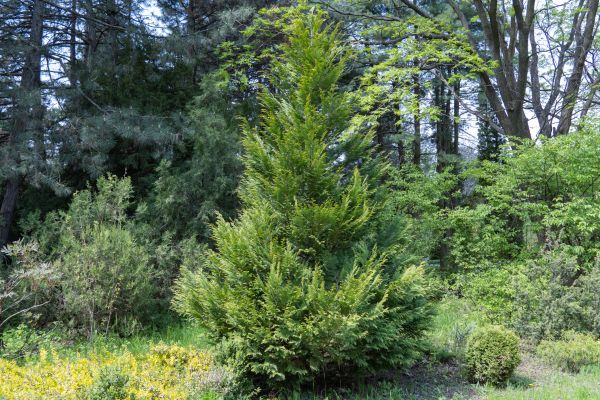 Cost of Juniper Pruning in Saint George