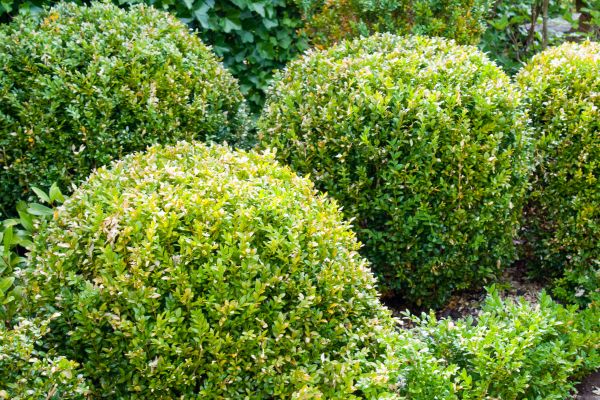 Landscape Trimming Service in Saint George