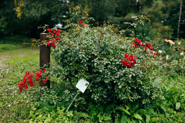 Rose Bush Removal in Saint George