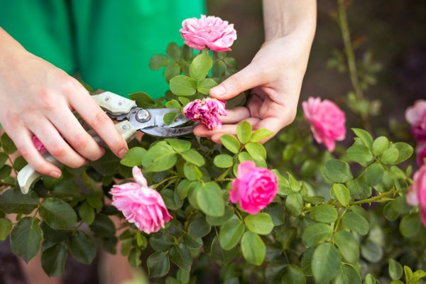 Cost of Rose Trimming in Saint George