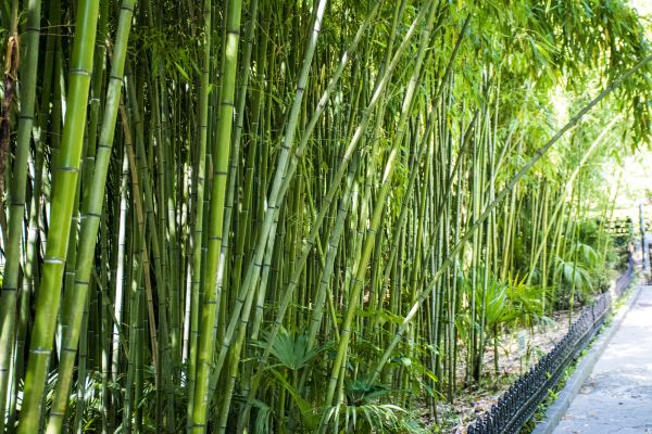 Bamboo Root Removal in Saint George
