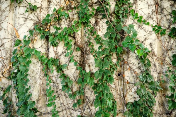 Vine Removal Service in Saint George