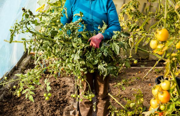 Garden Plant Removal in Saint George