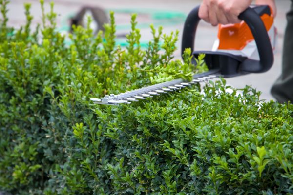 Hedge Shearing in Saint George