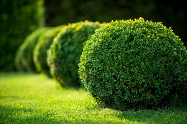 Cost of Bush Pruning in Saint George