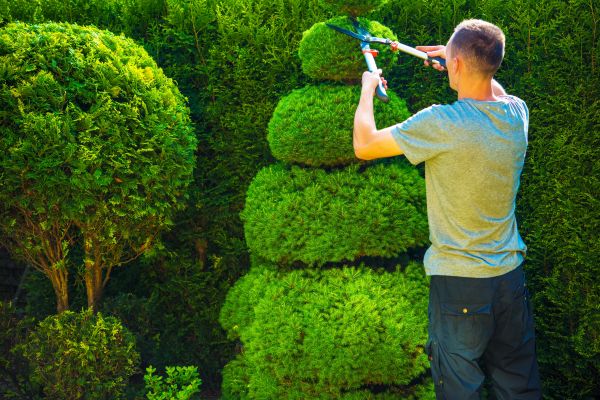 Topiary Shaping in Saint George