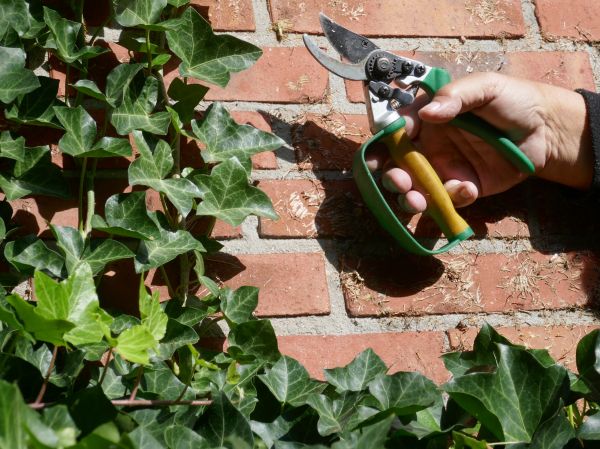 Ivy Removal Service in Saint George