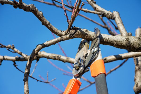 Selective Pruning in Saint George