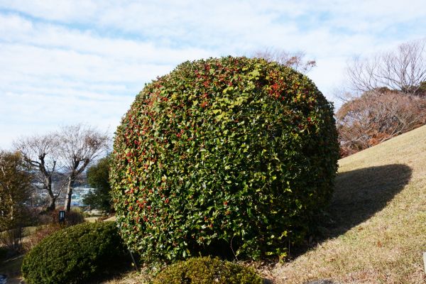 Cost of Holly Trimming in Saint George