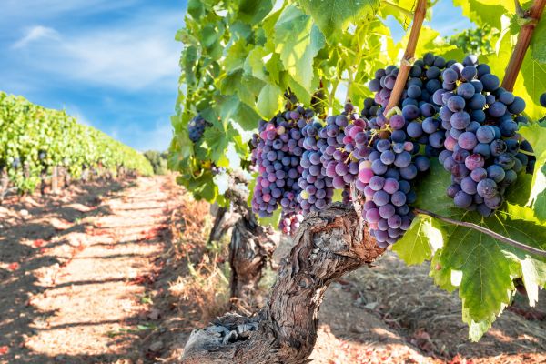 Cost of Grapevine Pruning in Saint George