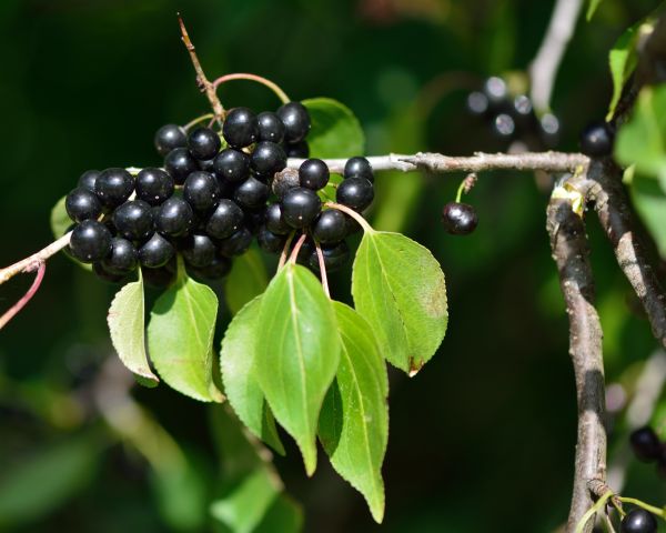 Cost of Buckthorn Removal in Saint George