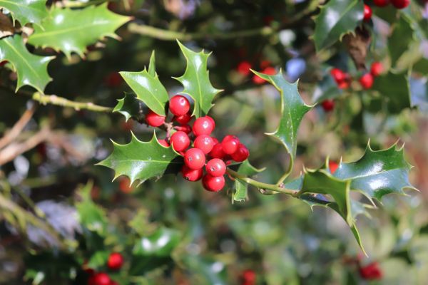 Cost of Holly Tree Trimming in Saint George