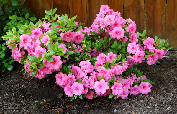 Azaleas Removal in Saint George