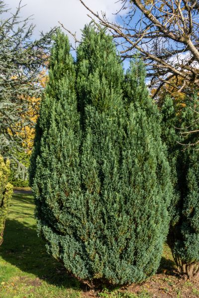Cost of Juniper Trimming in Saint George