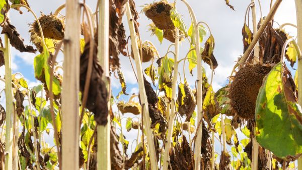 Dead Plant Removal in Saint George