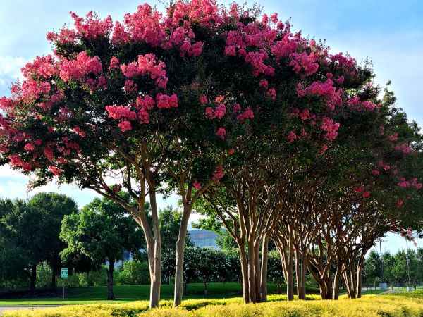 Cost of Crepe Myrtle Pruning in Saint George