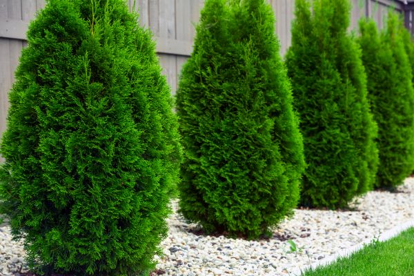 Cost of Arborvitae Pruning in Saint George