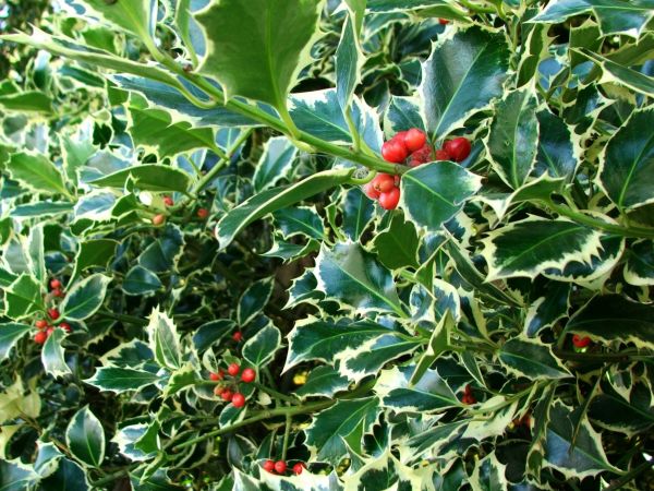 Cost of Holly Bushes Trimming in Saint George