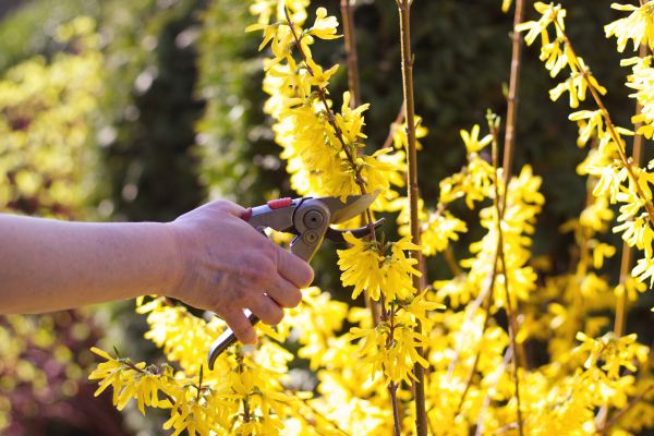 Forsythia Pruning in Saint George