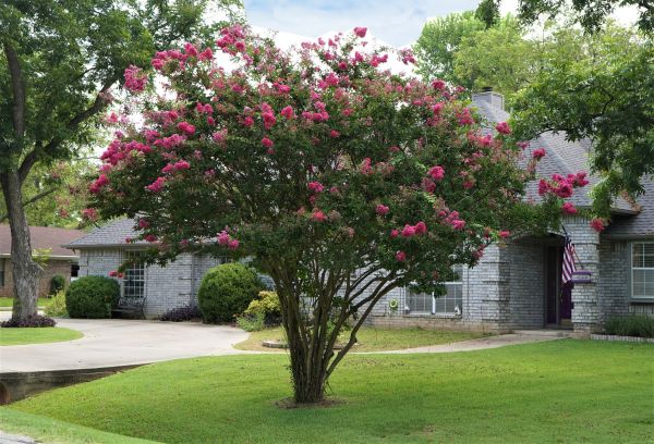 Crepe Myrtle Trimming in Saint George