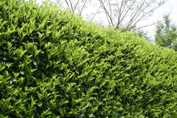 Laurel Shrub Removal in Saint George