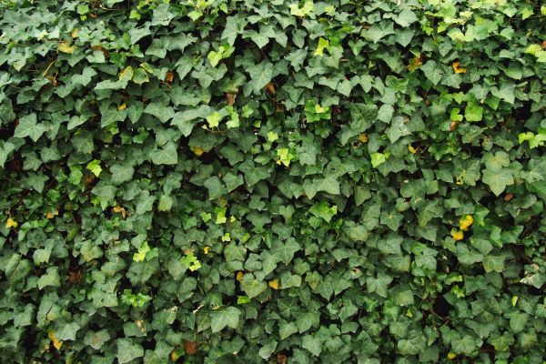 Ivy Pruning service in Saint George