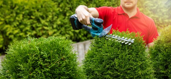 Hedge Shaping Service in Saint George