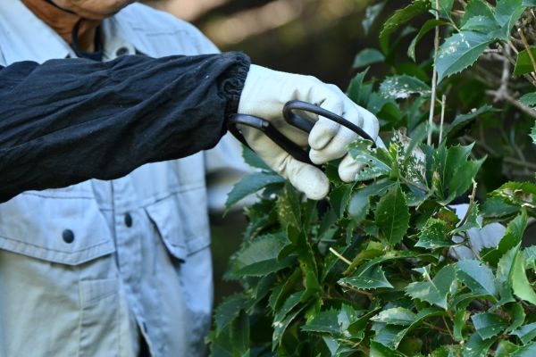 Holly Pruning in Saint George