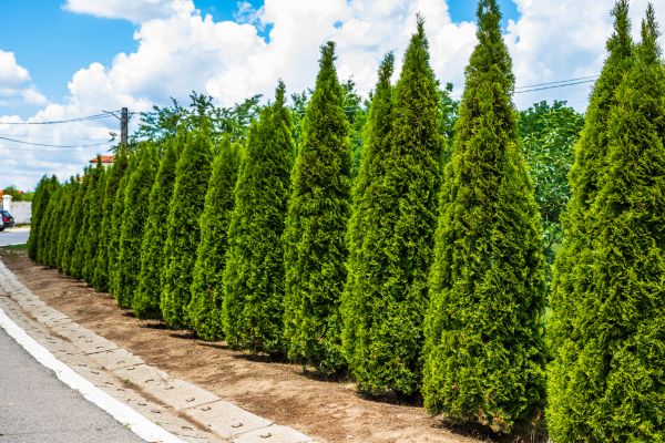 Arborvitae Shearing in Saint George