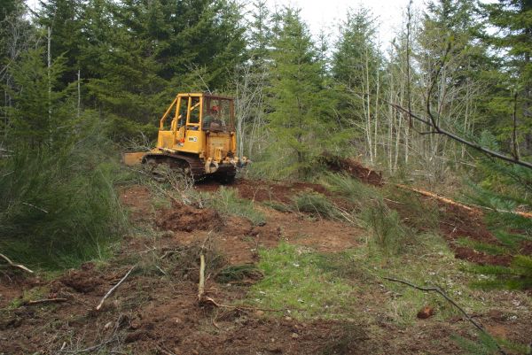 Cost of Shrubbery Clearing in Saint George