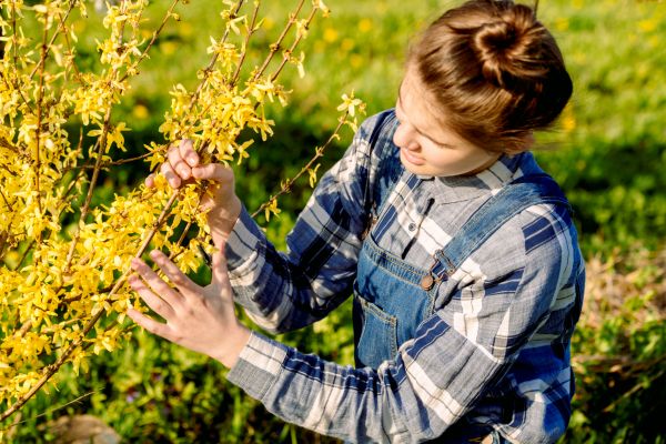 Cost of Forsythia Trimming in Saint George
