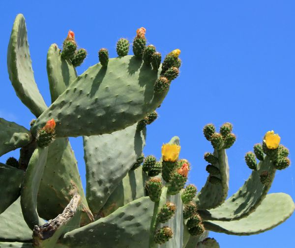 Cost of Cactus Removal in Saint George