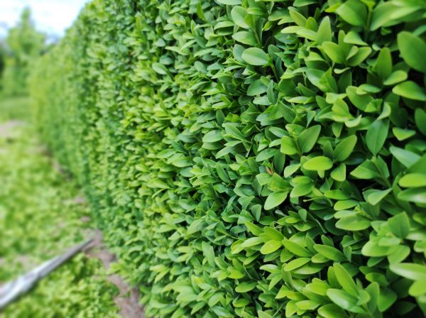Cost of Boxwood Pruning in Saint George