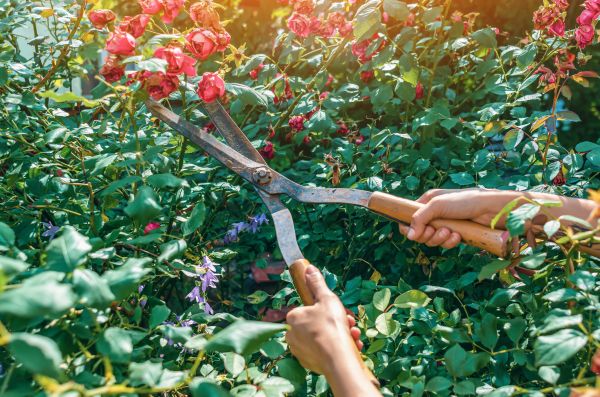Knockout Roses Pruning in Saint George