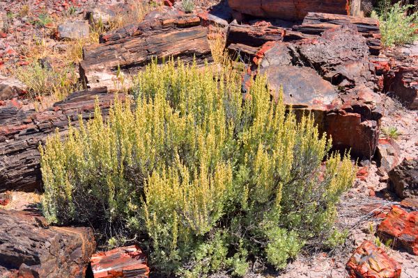 Sagebrush Removal in Saint George