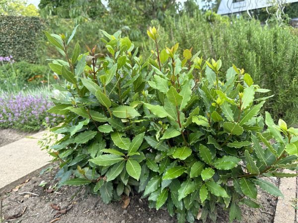 Laurel Hedge Trimming in Saint George