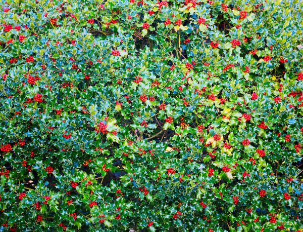 Holly Bush Removal in Saint George