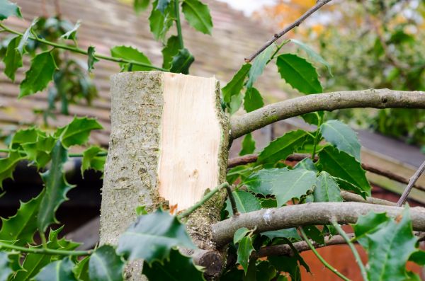 Holly Tree Removal in Saint George
