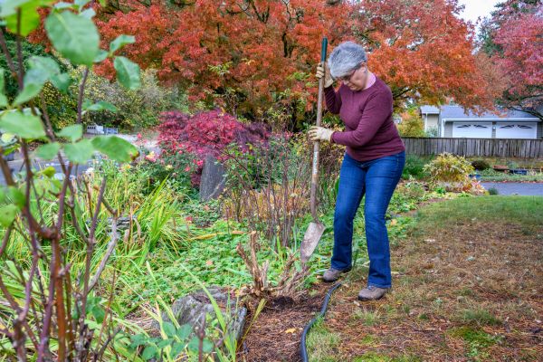 Dead Bush Removal in Saint George