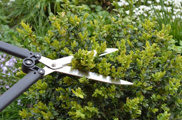 Cost of Boxwood Trimming in Saint George