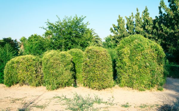 Bamboo Hedge Removal in Saint George