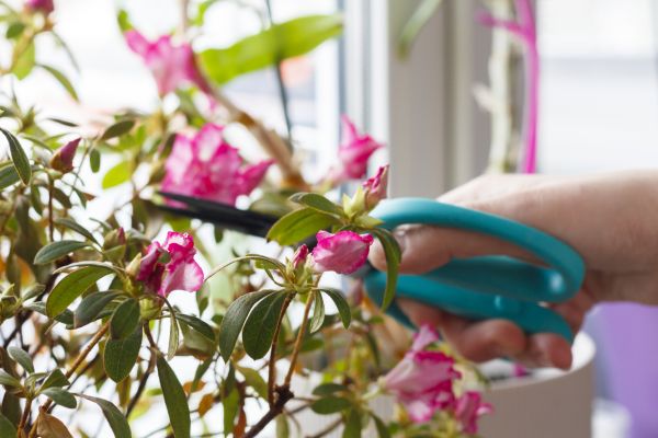 Azalea Pruning in Saint George