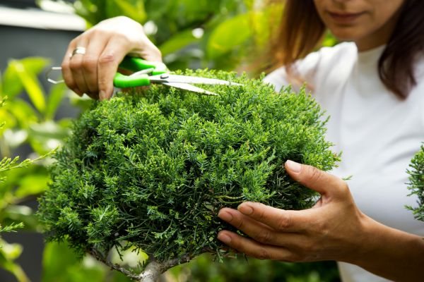 Cost of Juniper Shrub Pruning in Saint George